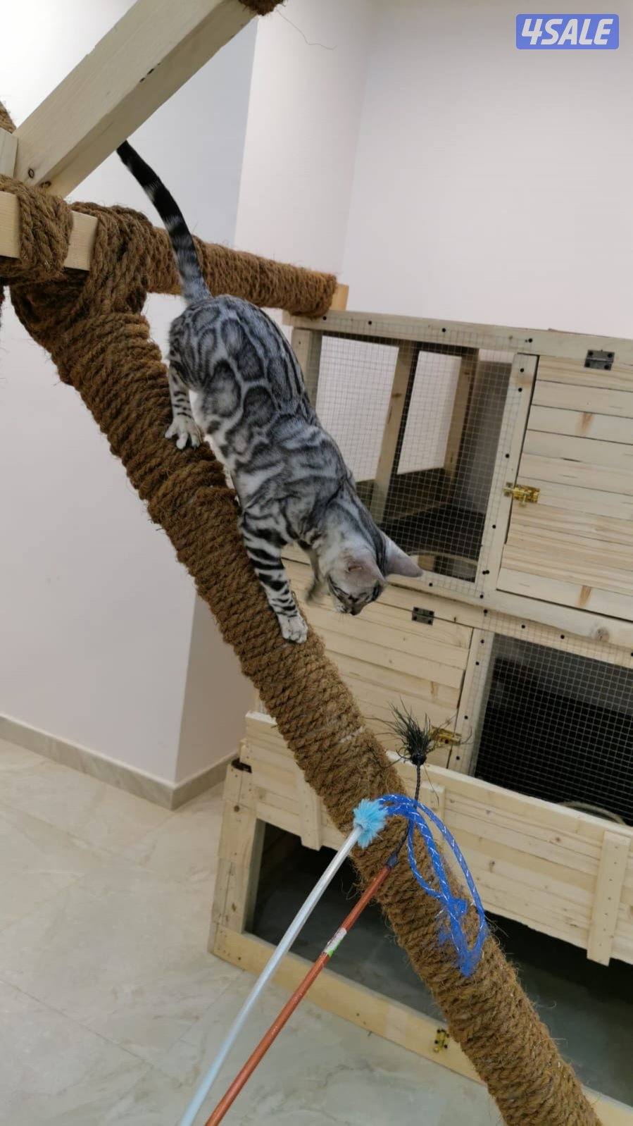 صباح الاحمد8