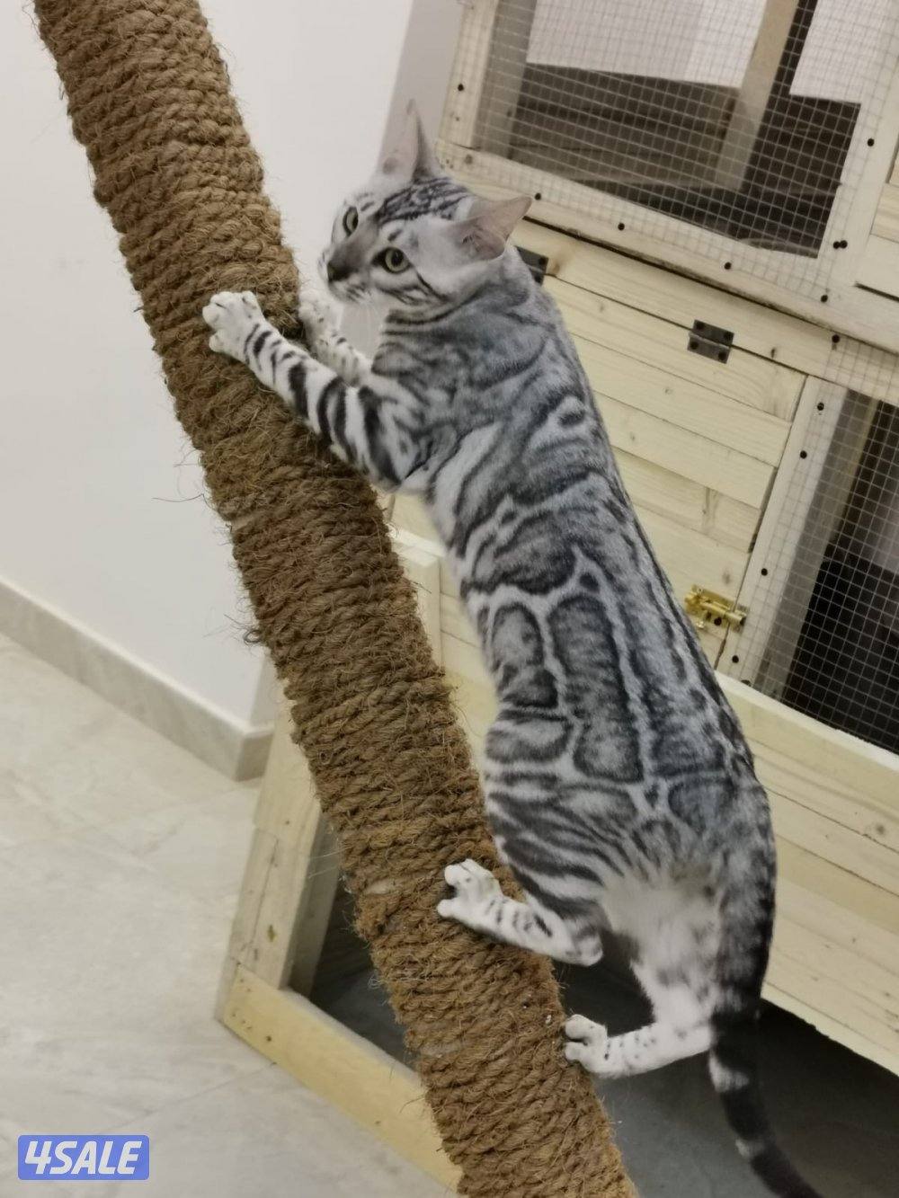 صباح الاحمد10