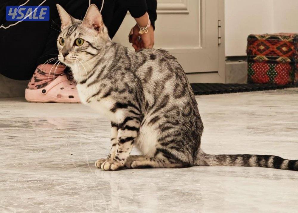 صباح الاحمد11