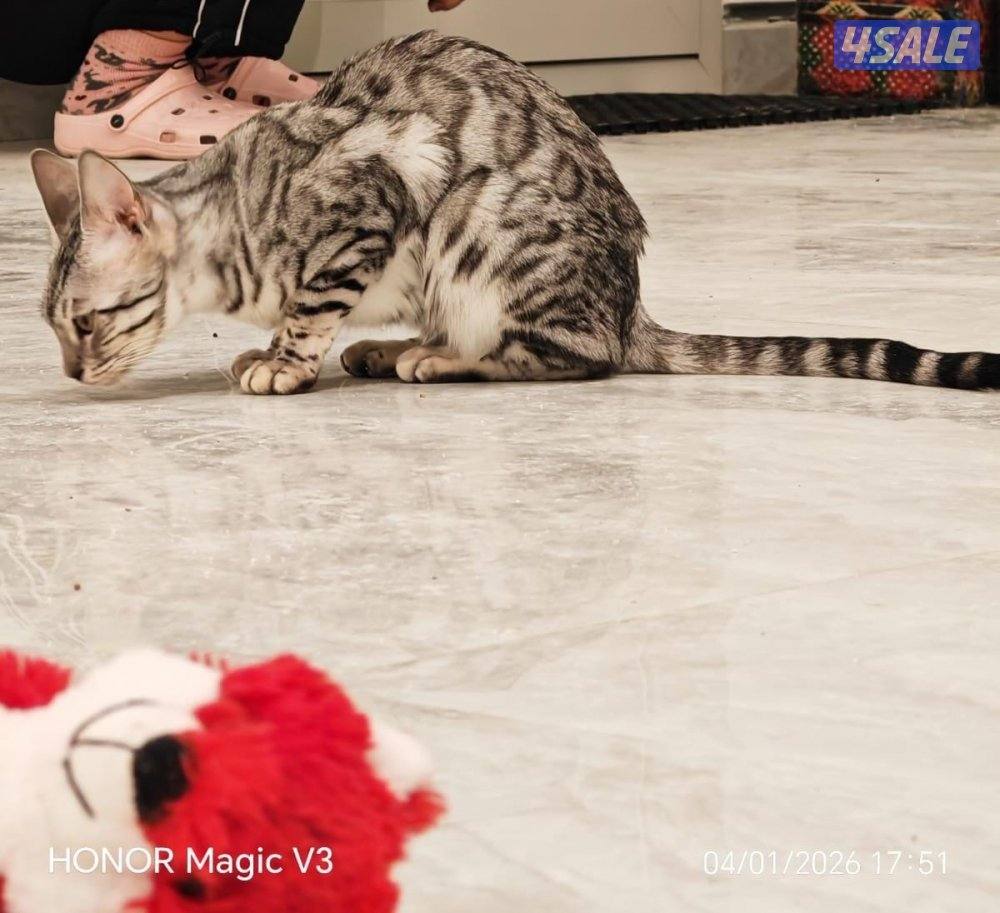 صباح الاحمد12