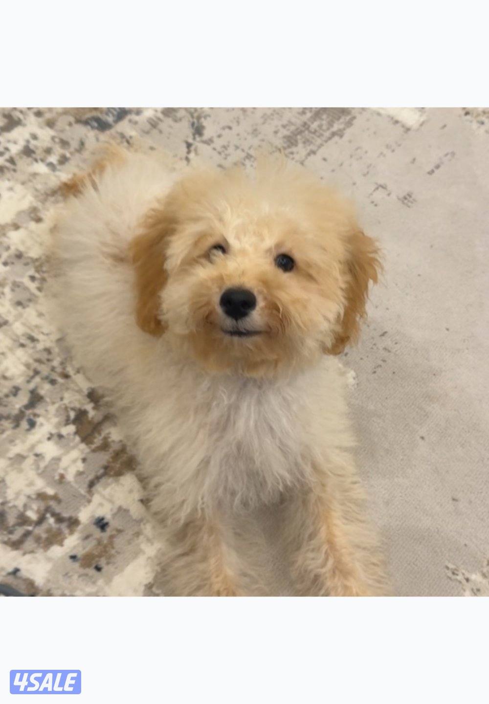 للبيع كلب بودل ذكر ٤شهور1