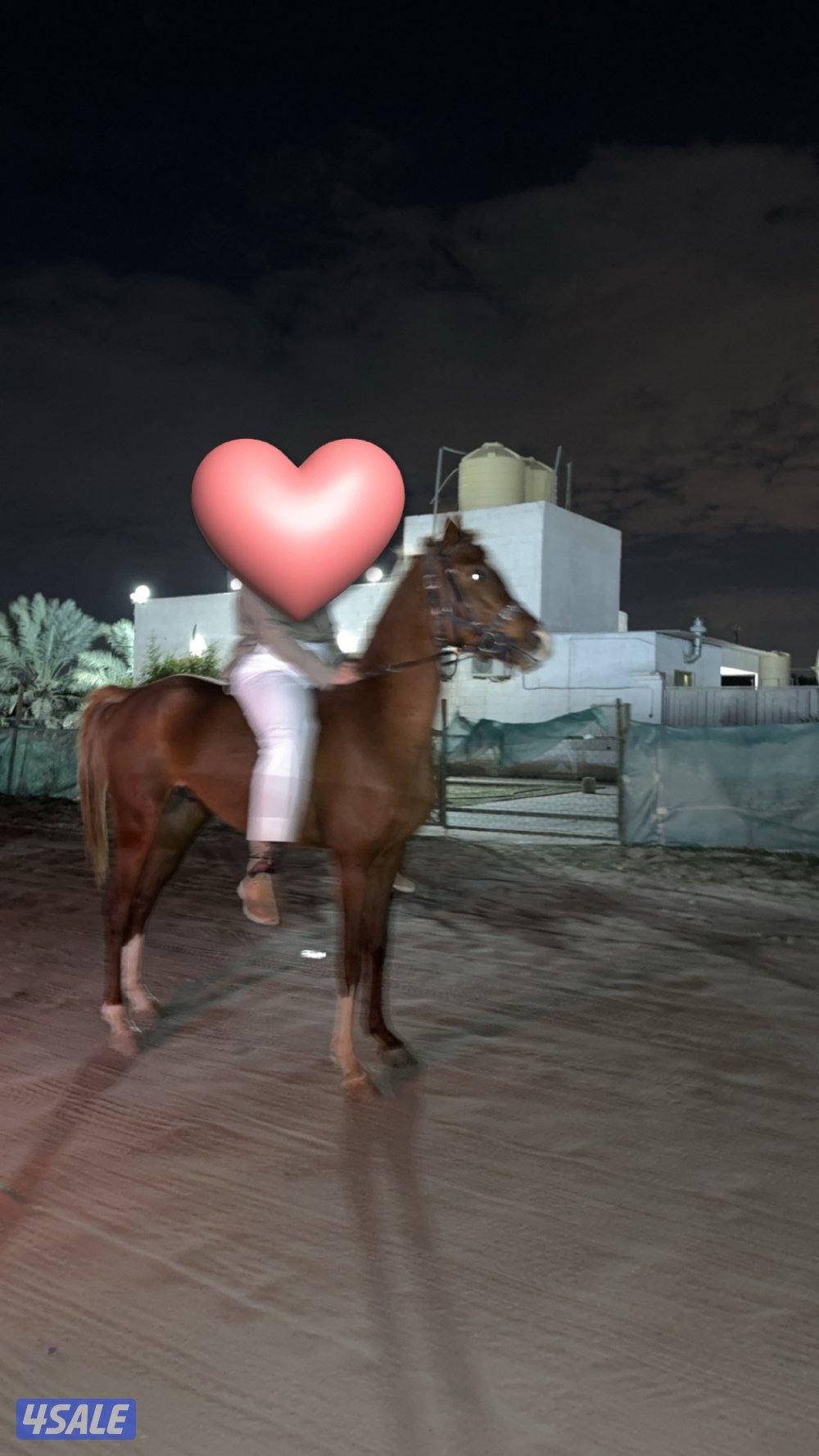 لللبيع حصان بلدي شرط السلم ب الكامل  التواصل واتساب فقط تسعه تسعه واتس1