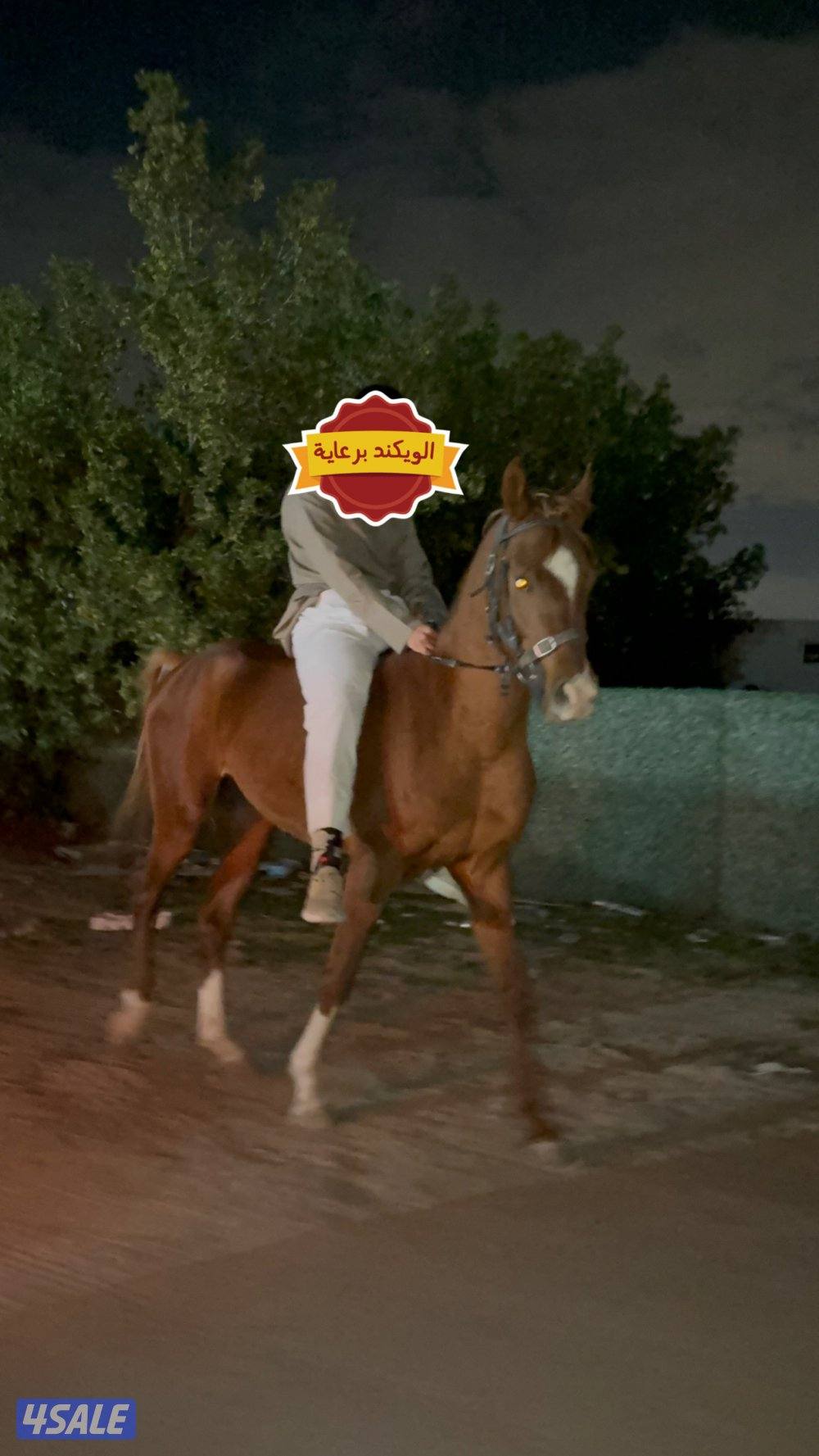 لللبيع حصان بلدي شرط السلم ب الكامل  التواصل واتساب فقط تسعه تسعه واتس2