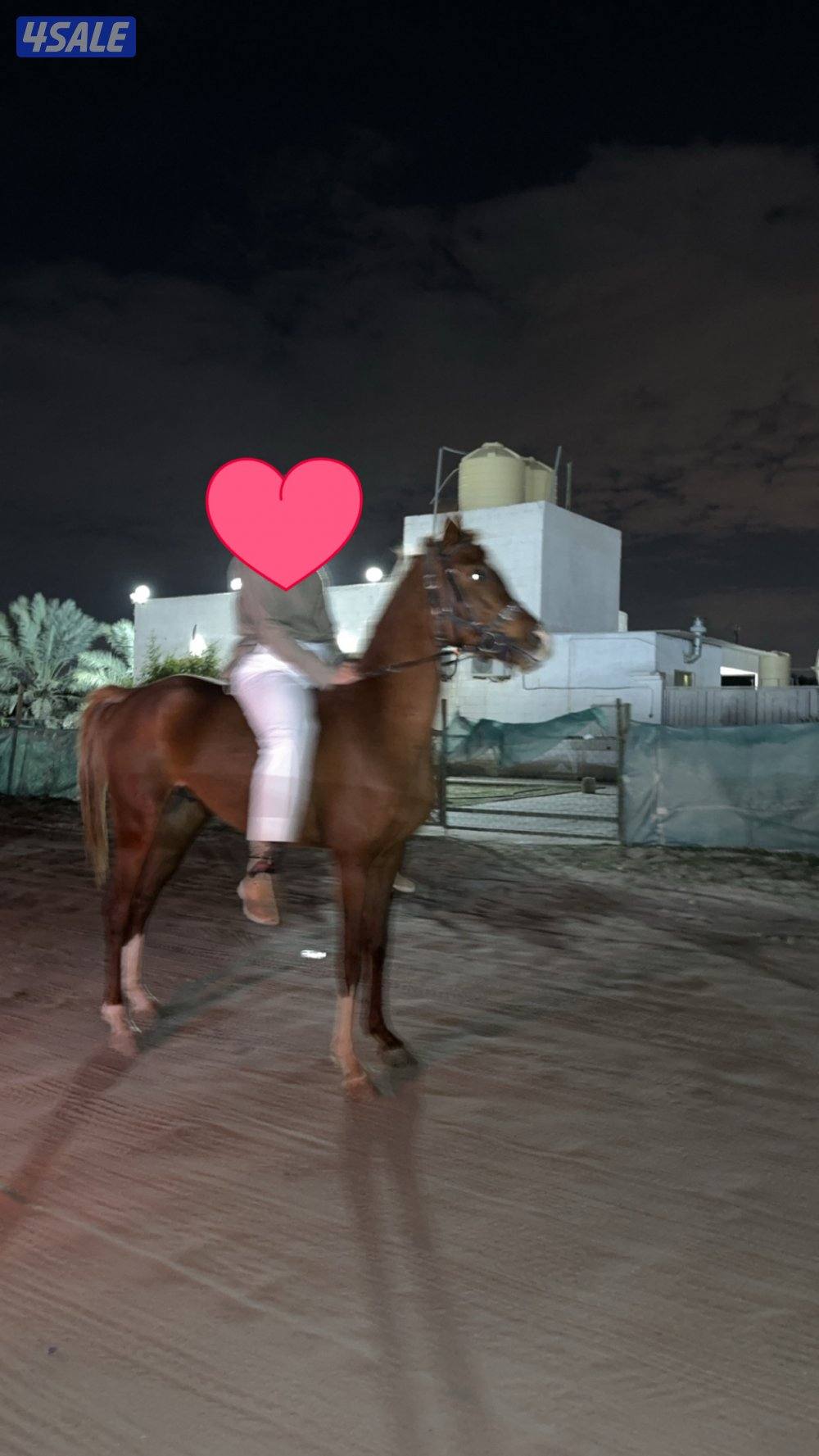 لللبيع حصان بلدي شرط السلم ب الكامل  التواصل واتساب فقط تسعه تسعه واتس3