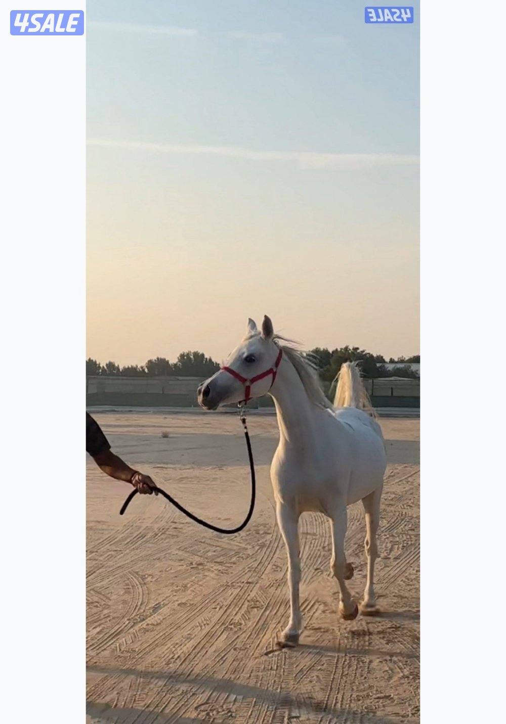 للبيع فرس واهو مكس لقاح10 شهور على عزام ولد فراج العدوان شرط سلم وتحوي0