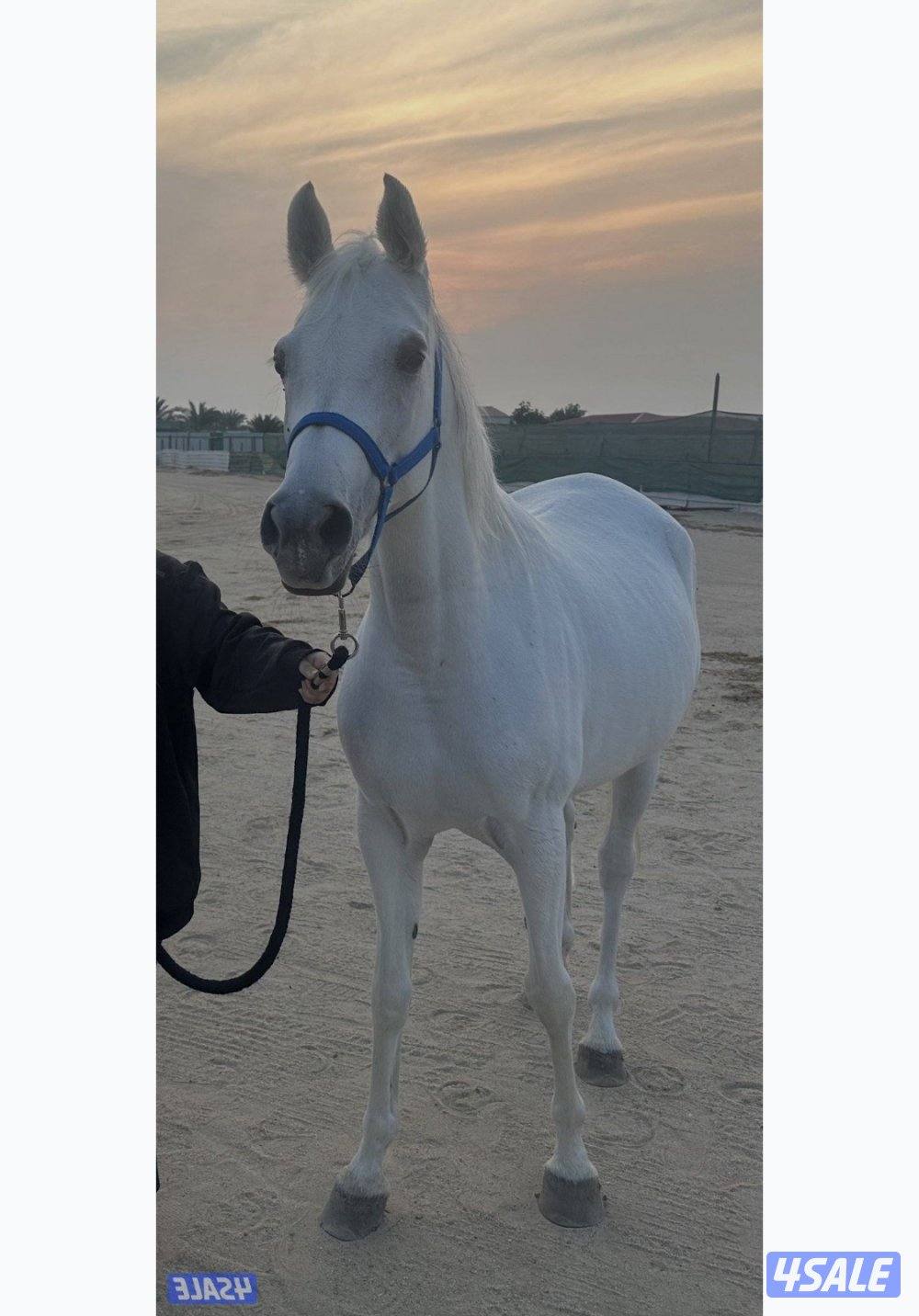 للبيع فرس واهو مكس لقاح10 شهور على عزام ولد فراج العدوان شرط سلم وتحوي1