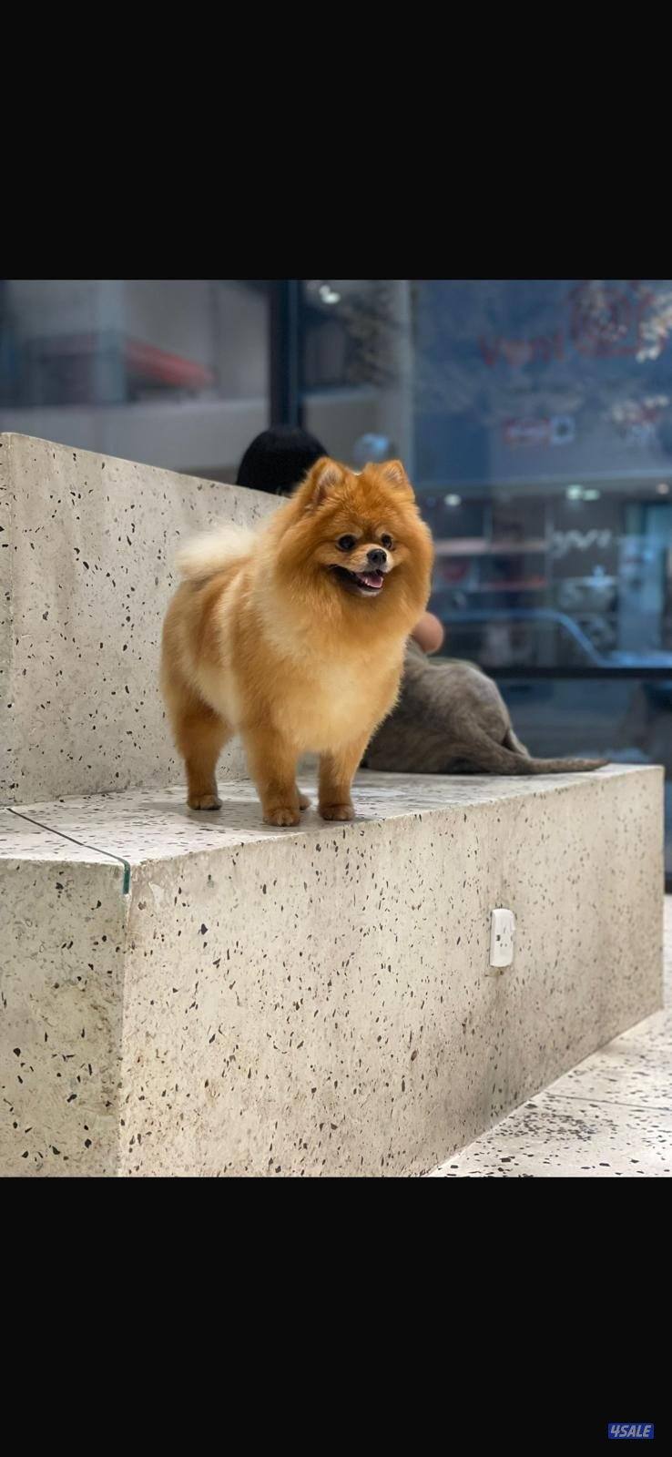 للبيع زوج  كلب بومرينيان أنثى + وذكر0