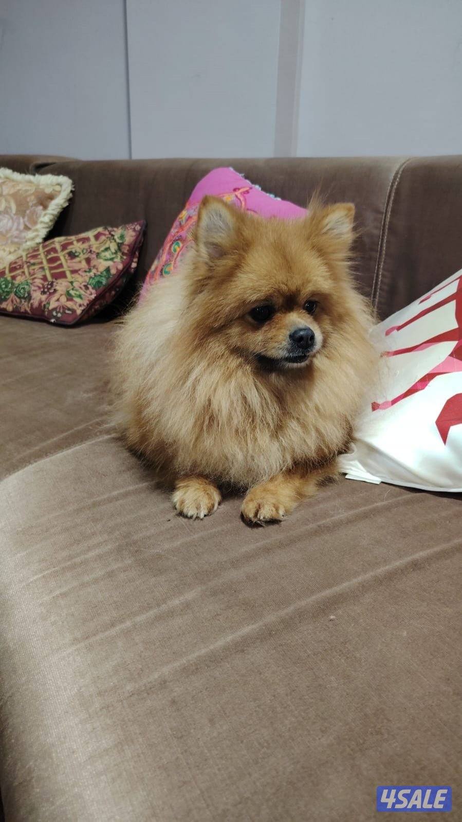 للبيع زوج  كلب بومرينيان أنثى + وذكر1