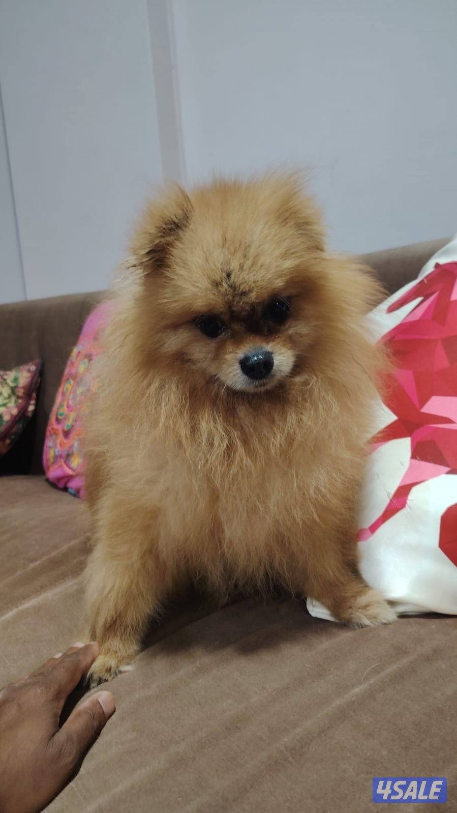 للبيع زوج  كلب بومرينيان أنثى + وذكر2