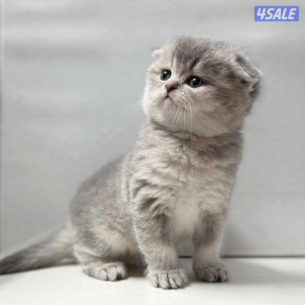 كتنز سكوتش 🐈⬛💙0