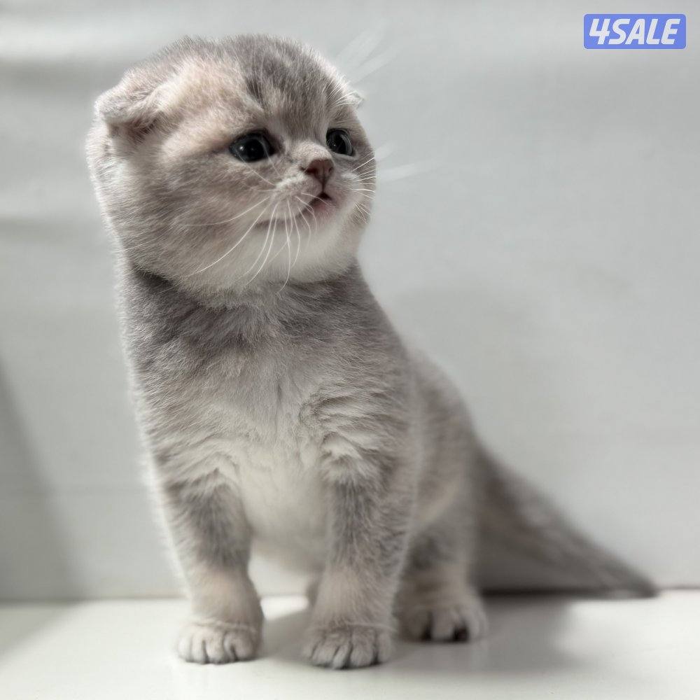 كتنز سكوتش 🐈⬛💙1