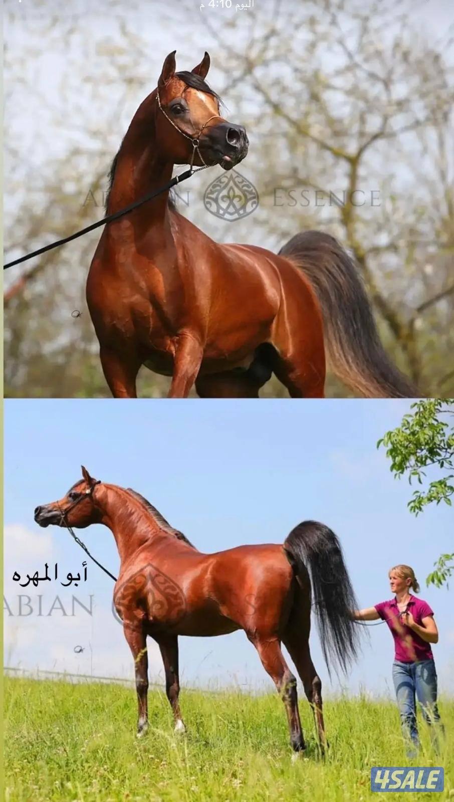 مهره بولش فاخره0