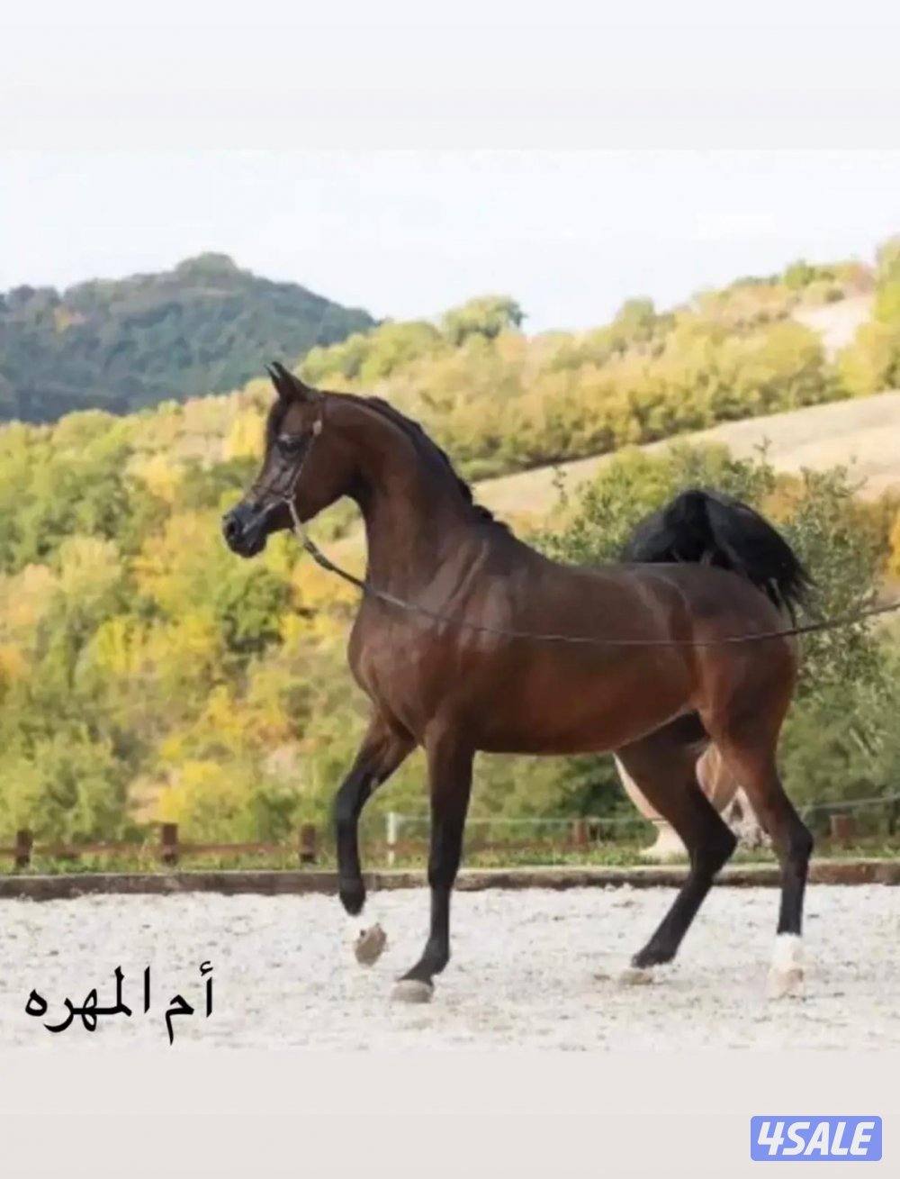 مهره بولش فاخره1