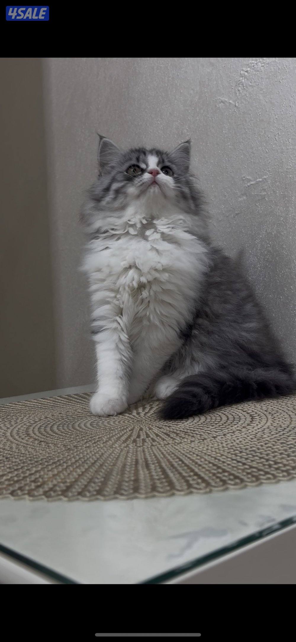 البيع كيتن1