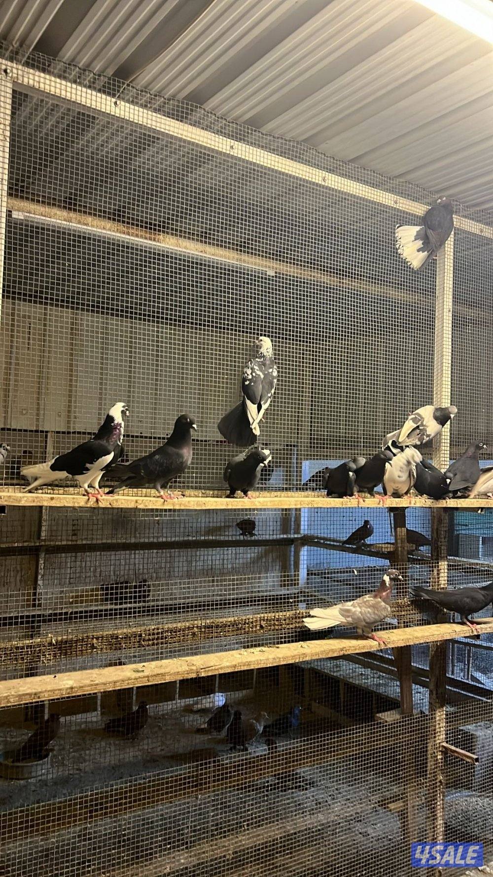 لوت وفيهم ملاوين0