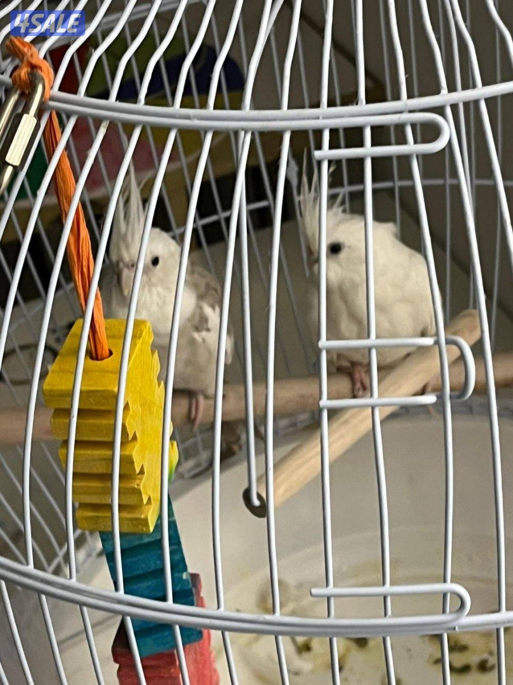 طيرين كروان1