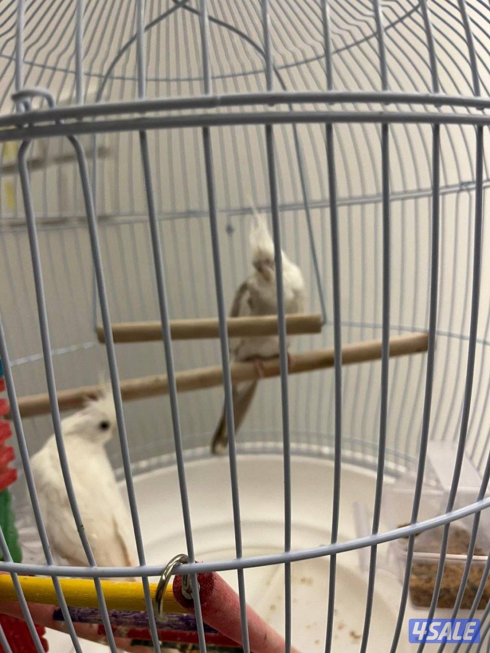 طيرين كروان2