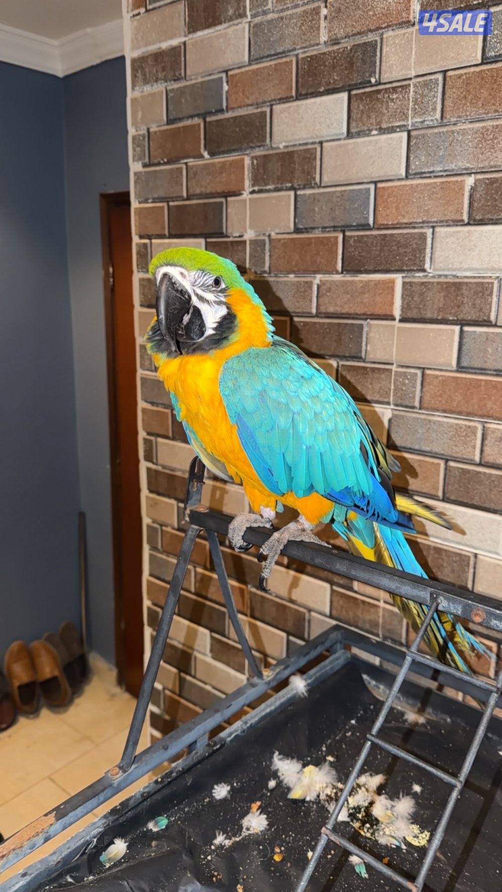 مكاو للبيع2