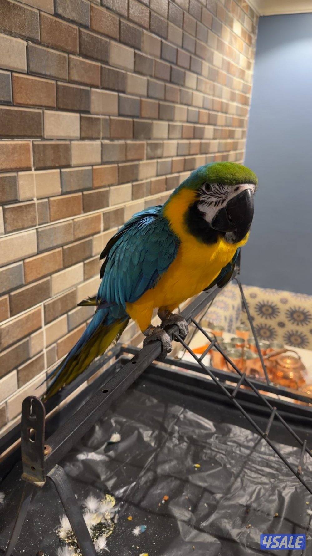 مكاو للبيع1