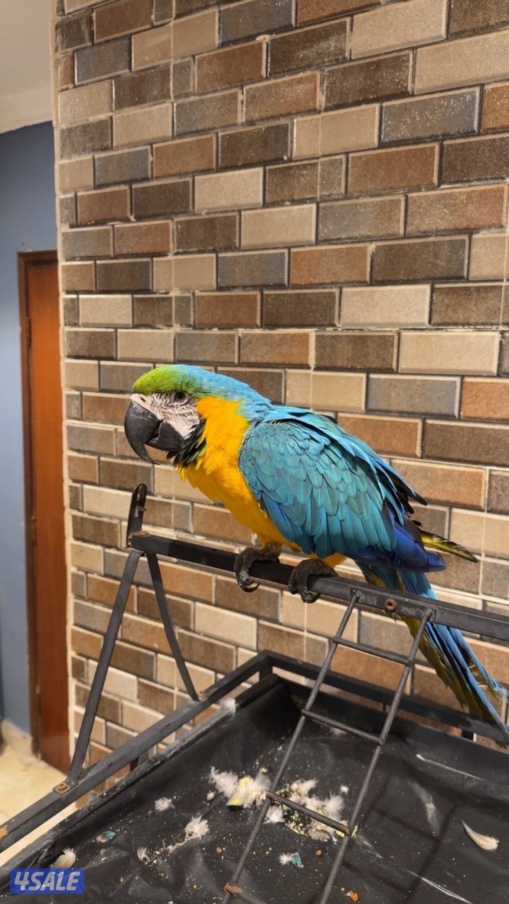 مكاو للبيع3