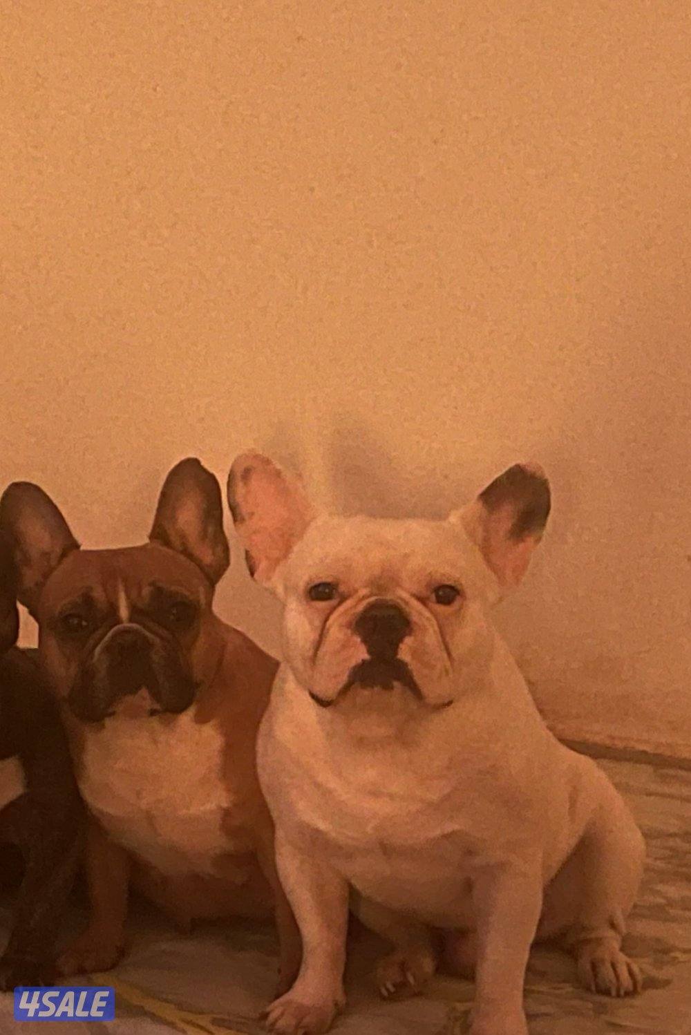 فرنش بولدوج ذكر ابيض 3سنين ونثيه البيع مع بعض مطعمين0