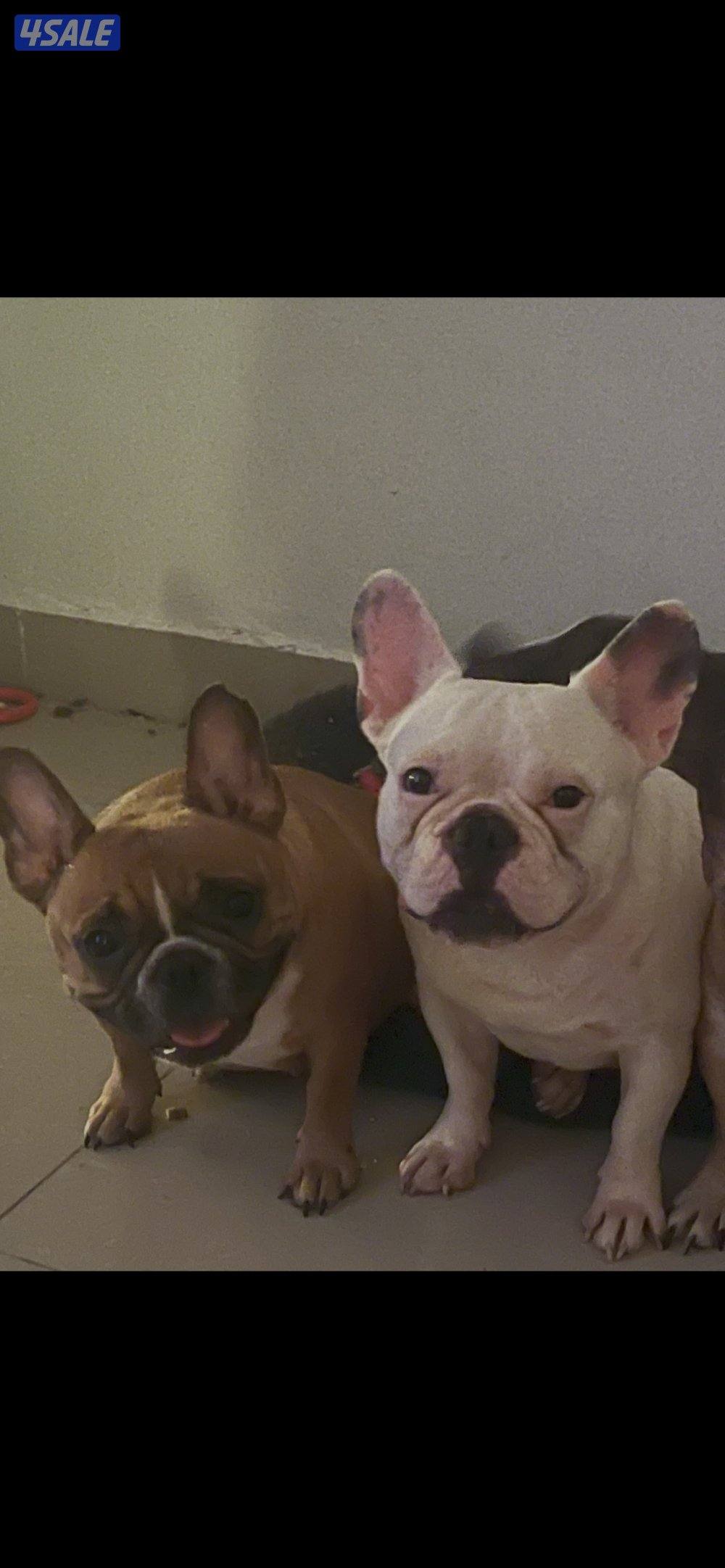 فرنش بولدوج ذكر ابيض 3سنين ونثيه البيع مع بعض مطعمين1