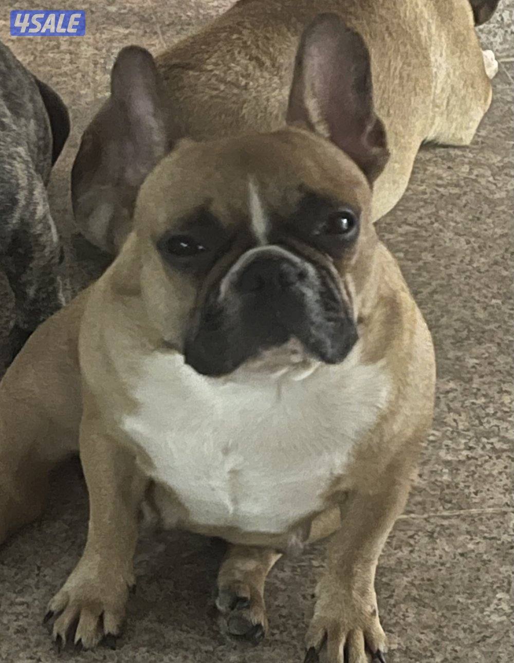 فرنش بولدوج ذكر ابيض 3سنين ونثيه البيع مع بعض مطعمين4