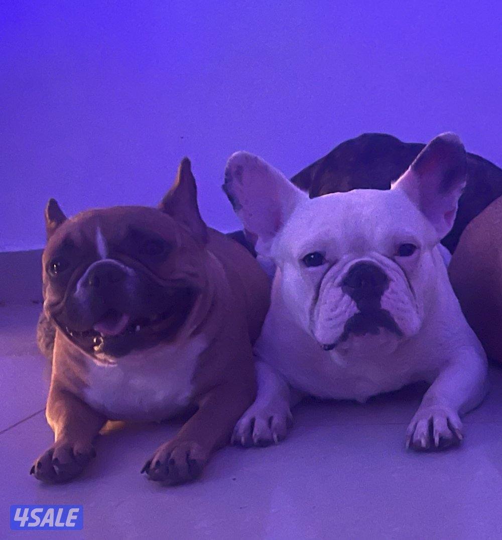فرنش بولدوج ذكر ابيض 3سنين ونثيه البيع مع بعض مطعمين5