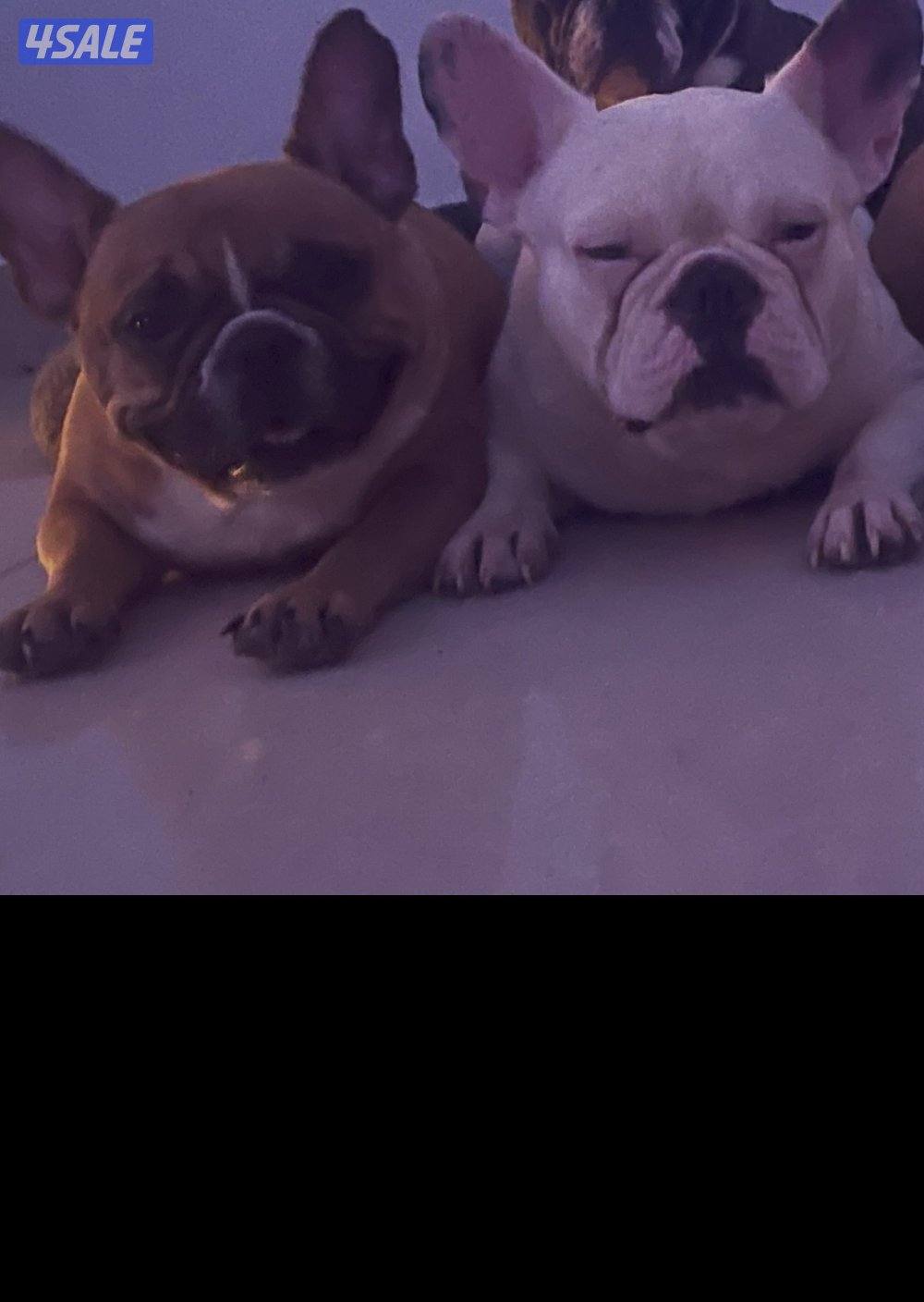 فرنش بولدوج ذكر ابيض 3سنين ونثيه البيع مع بعض مطعمين7
