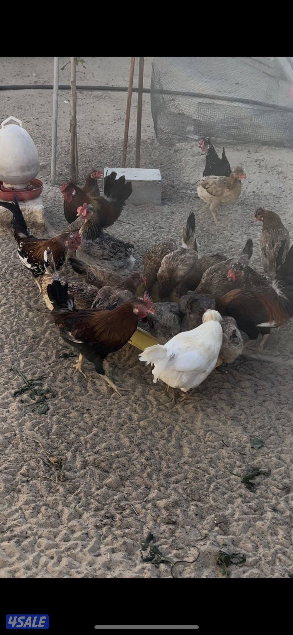 دجاج عربي قديم1