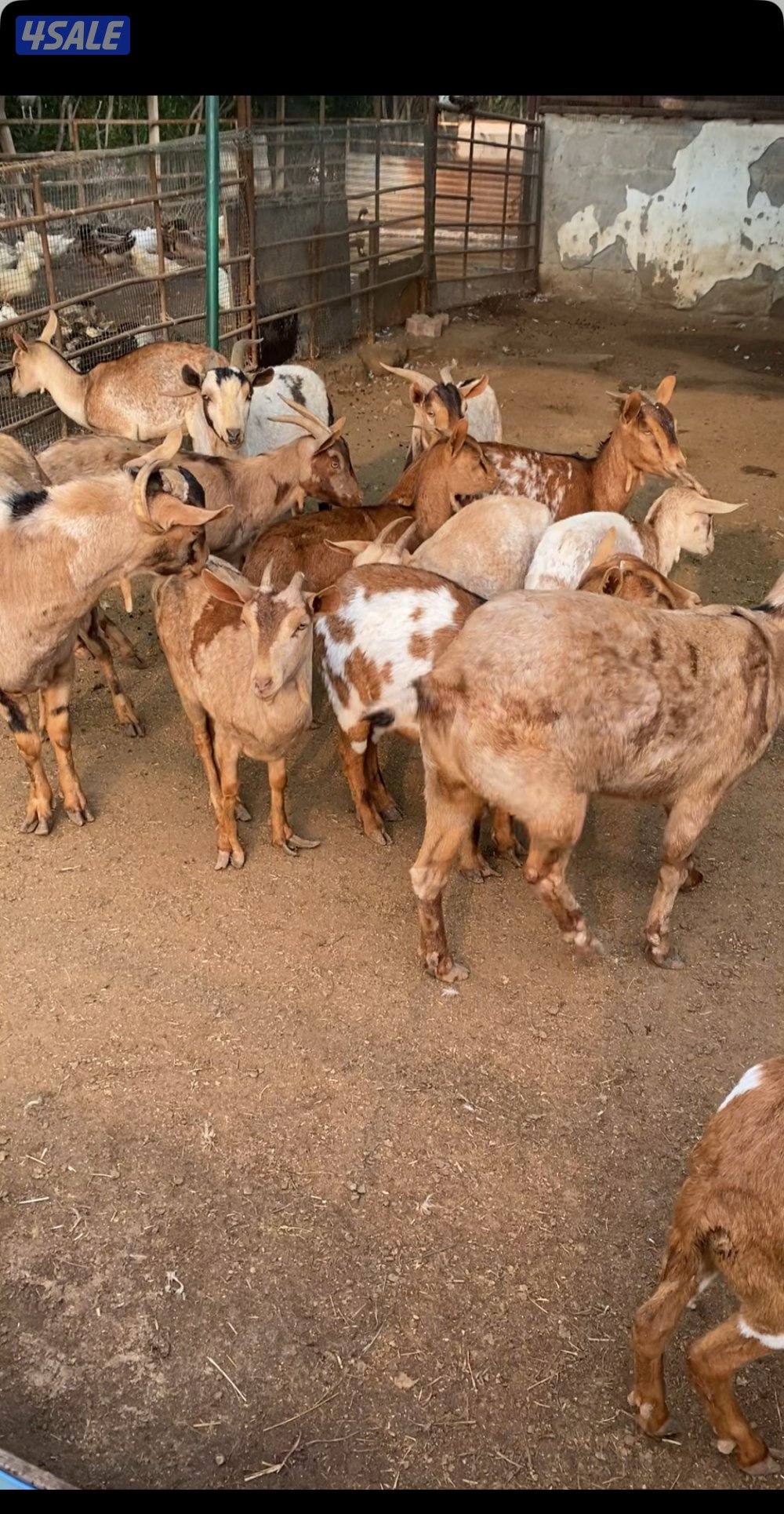 السلام عليكم للبيع بربريات مختلف الأحجام0