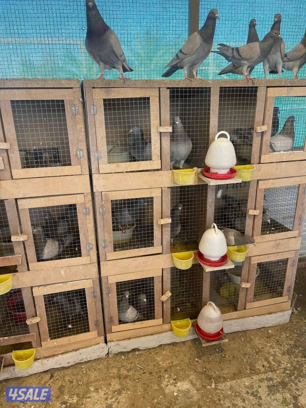 للبيع ازواج لاحم سلفر1