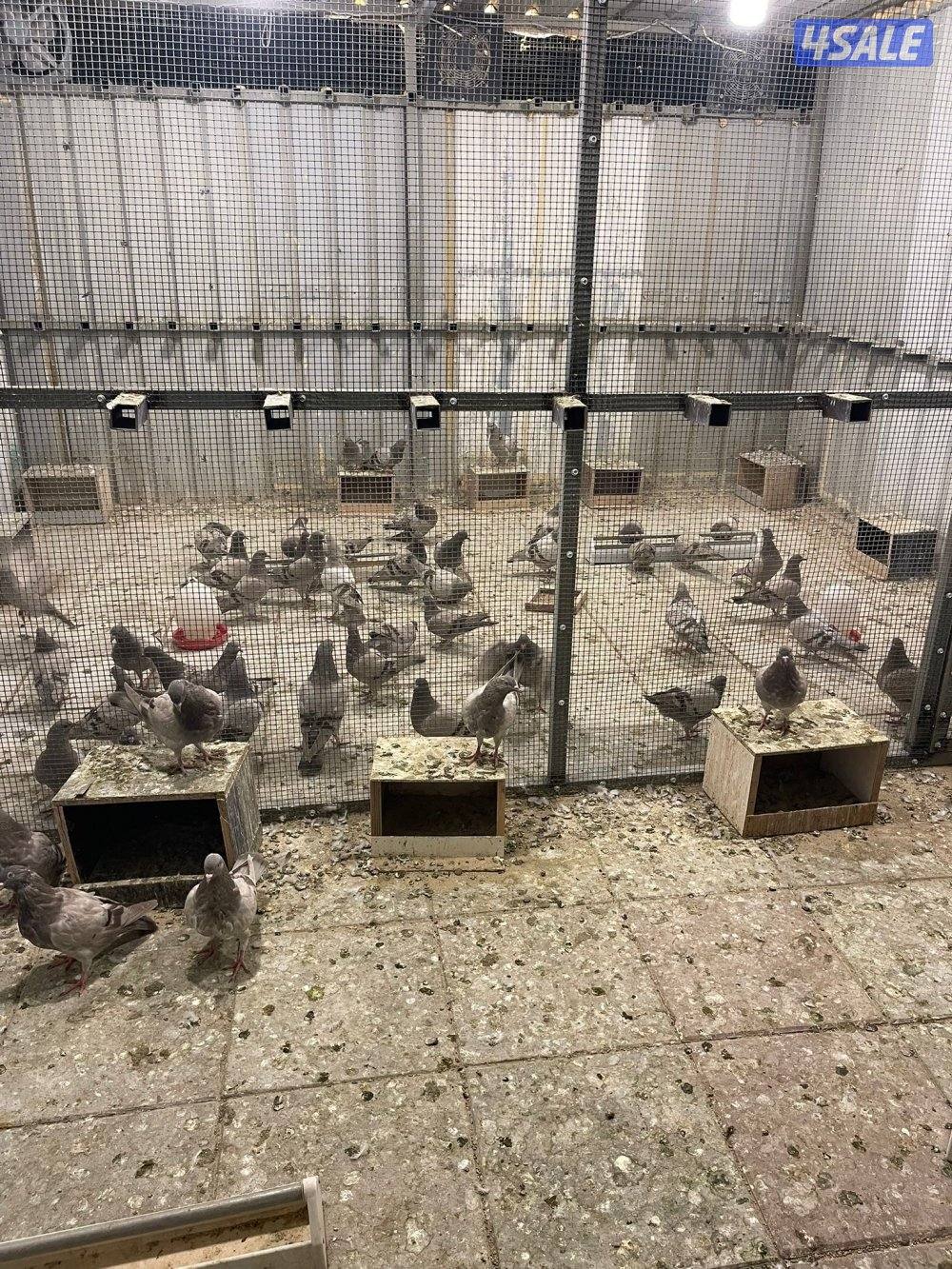 للبيع ازواج لاحم سلفر2