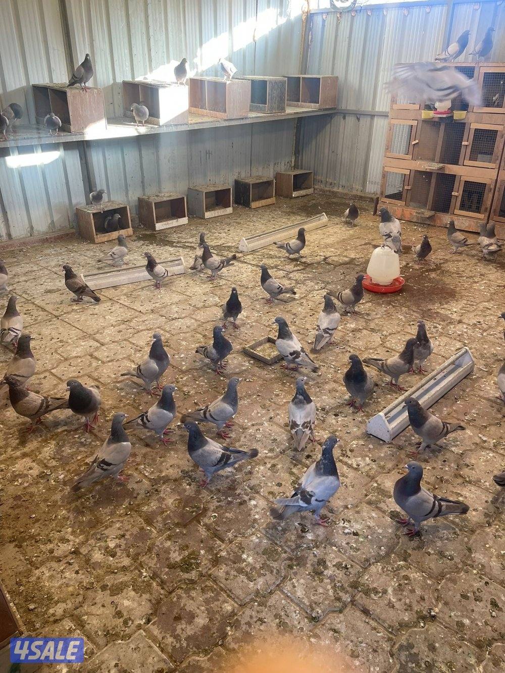 للبيع ازواج لاحم سلفر3