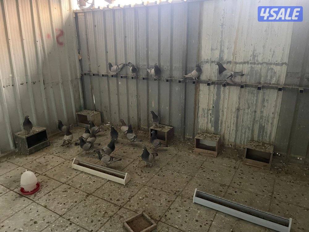 للبيع ازواج لاحم سلفر4