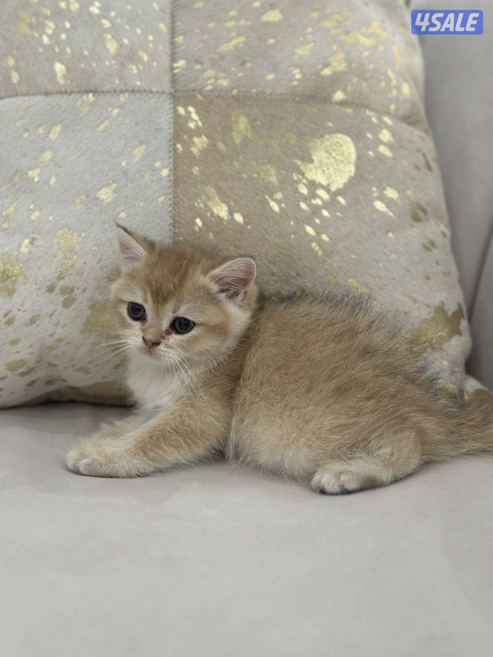 كيتن ذكر للبيع مستوى عالي جدا من ابو برتش بيور جميييل0