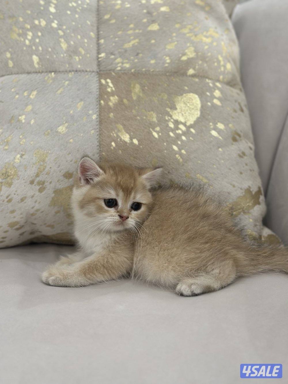 كيتن ذكر للبيع مستوى عالي جدا من ابو برتش بيور جميييل1