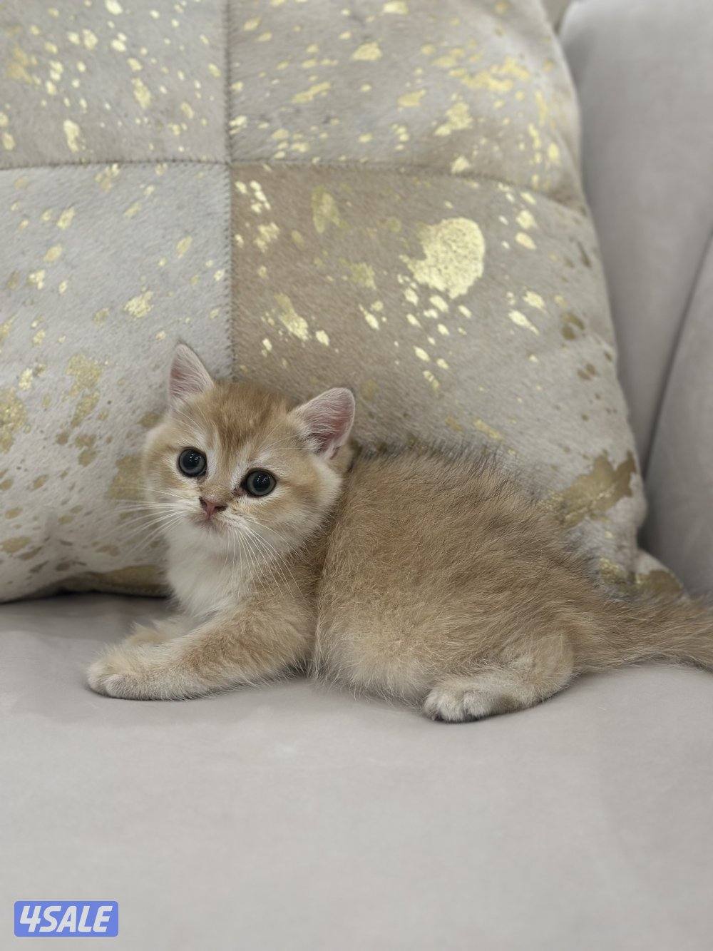 كيتن ذكر للبيع مستوى عالي جدا من ابو برتش بيور جميييل2