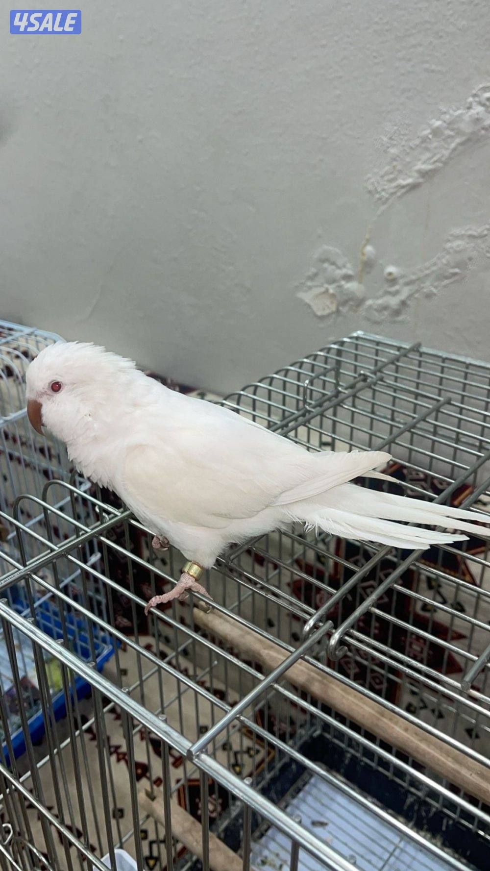 للبيع كويكر البينو بداية ربوه ومتوه زوج2