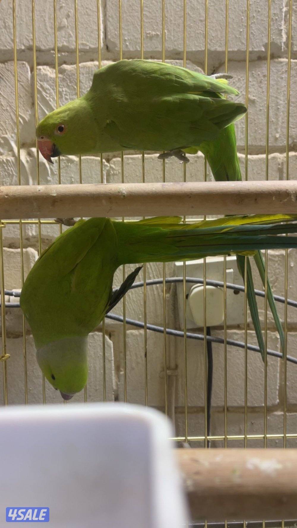 للبيع كويكر البينو بداية ربوه ومتوه زوج3