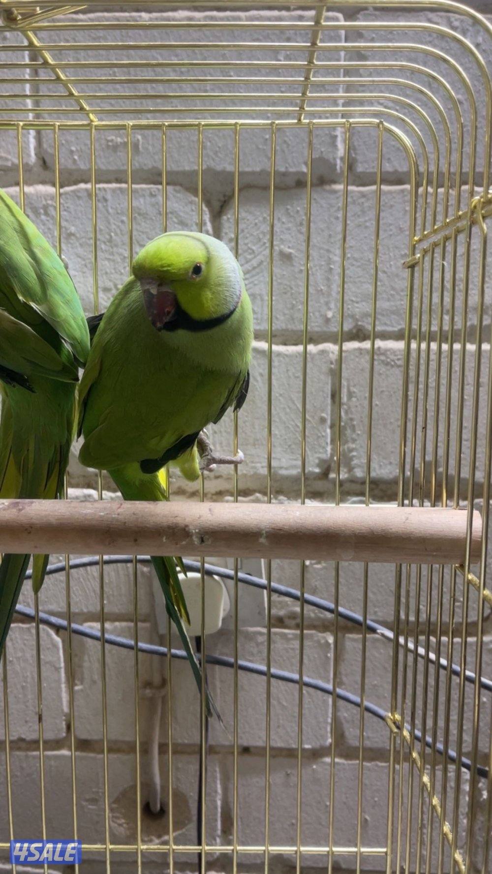 للبيع كويكر البينو بداية ربوه ومتوه زوج4