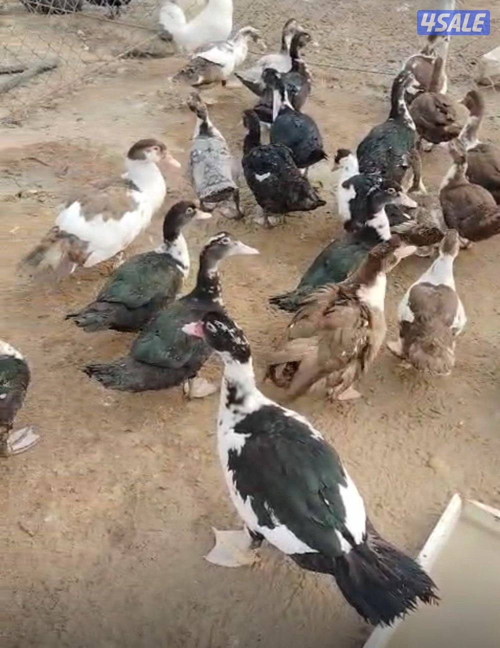 بط مصري للبيع (مسكوفي)0