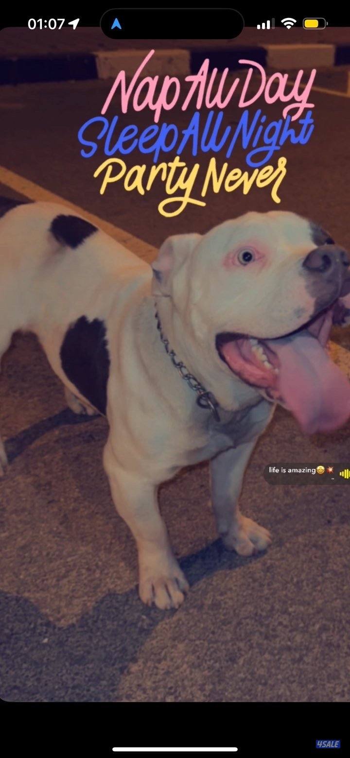 امريكان بولي ذكر فاااخر0