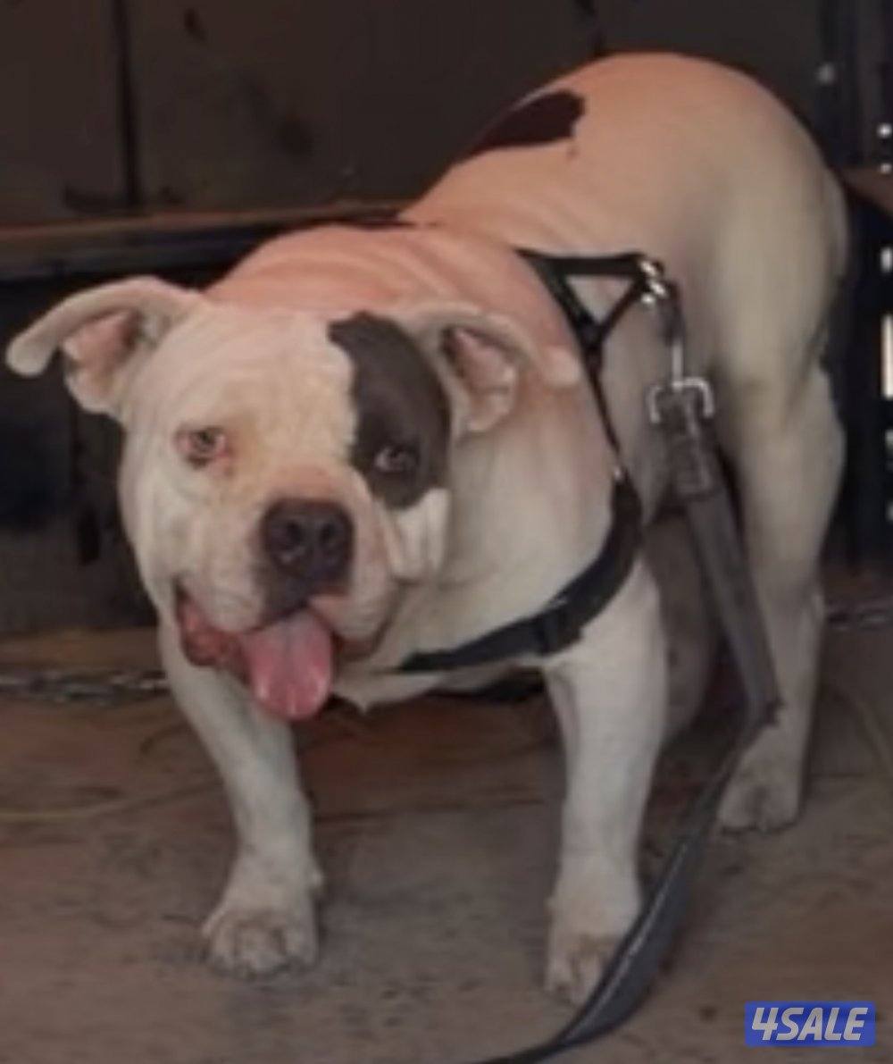 امريكان بولي ذكر فاااخر1