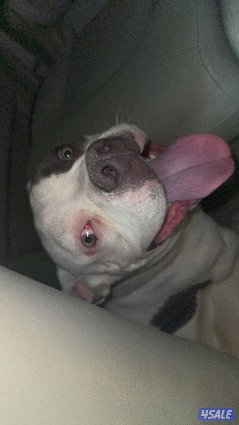 امريكان بولي ذكر فاااخر2