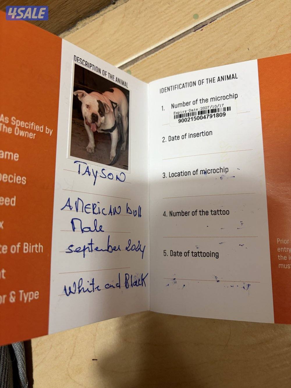 امريكان بولي ذكر فاااخر3