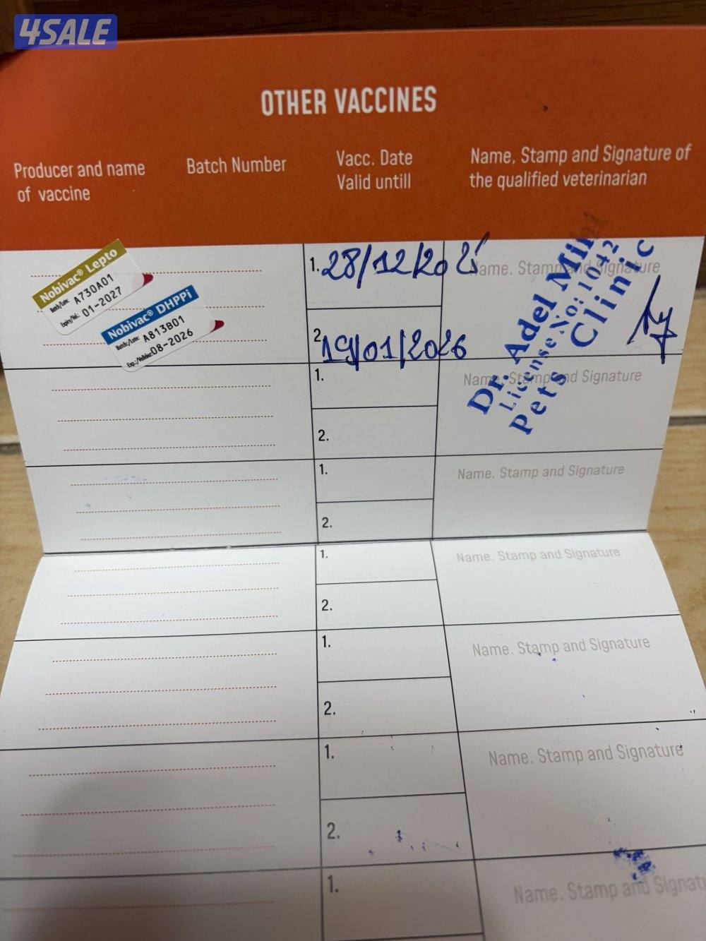 امريكان بولي ذكر فاااخر5