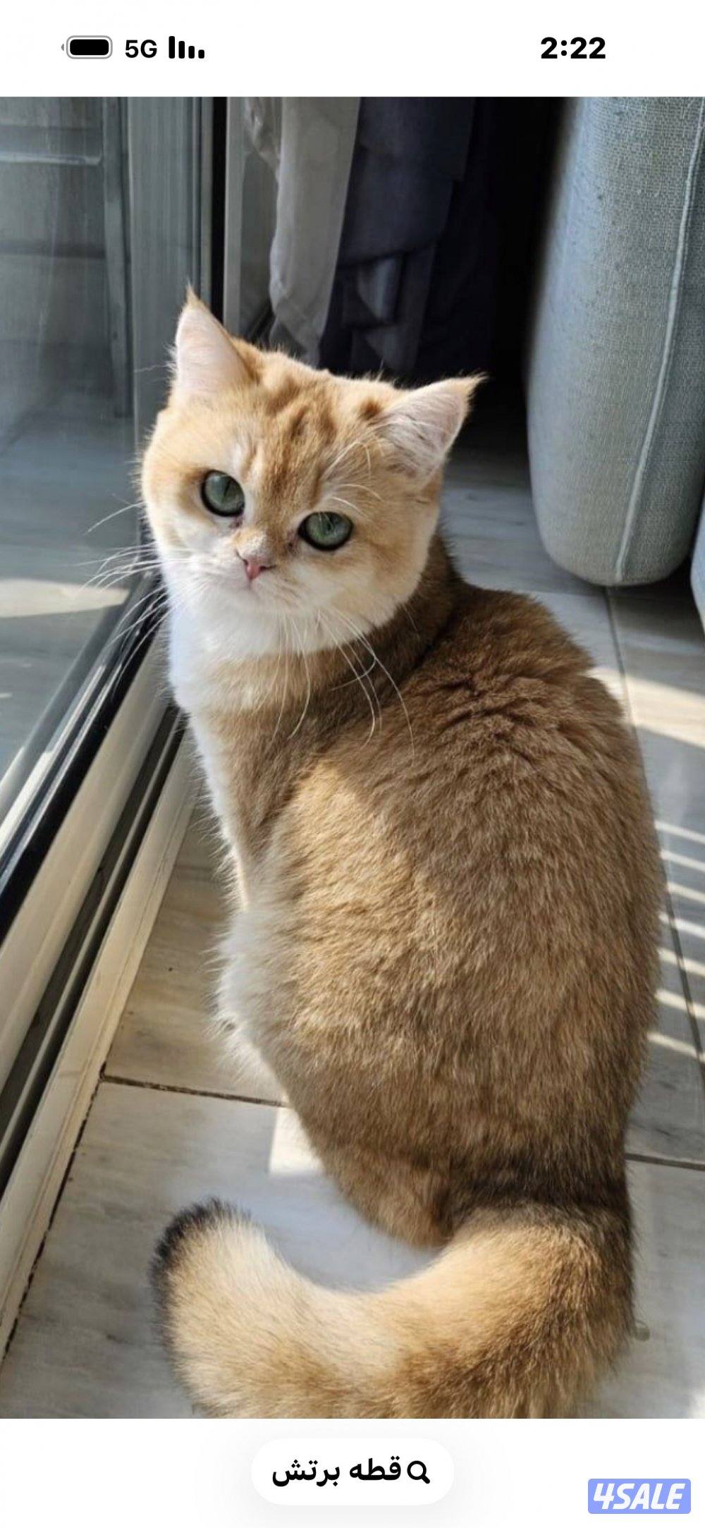 بيعه مستعجله لضروف السفر 4 قطط برتش مثبتين وذكرين 200 سعر رمزي اول متص2