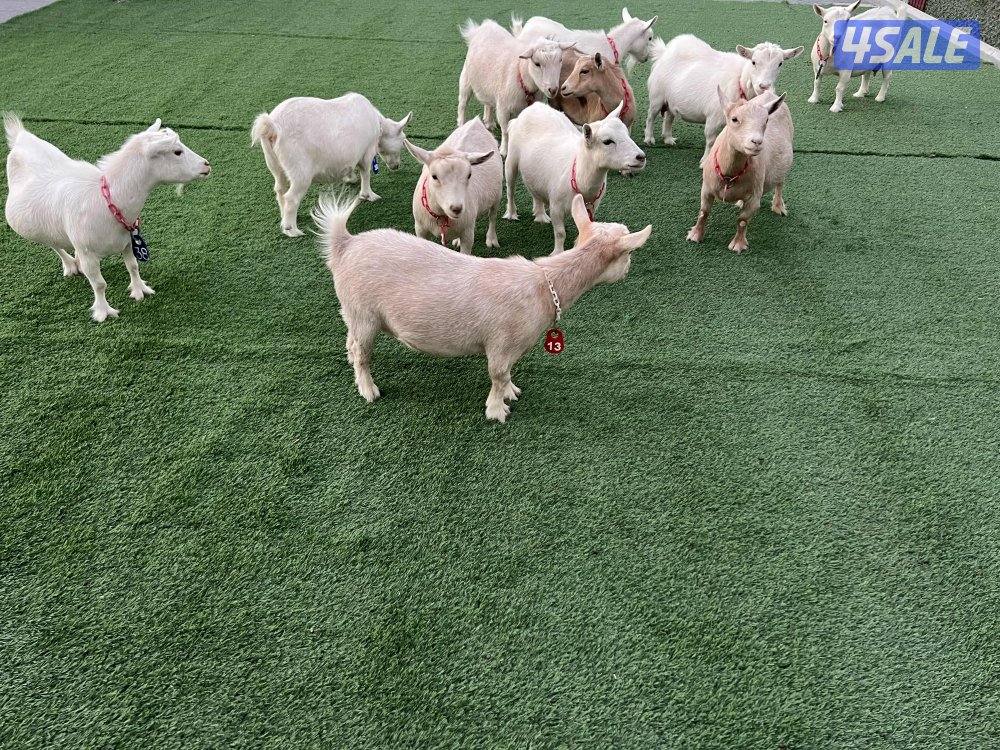 للبيع چيكيات مكسات0