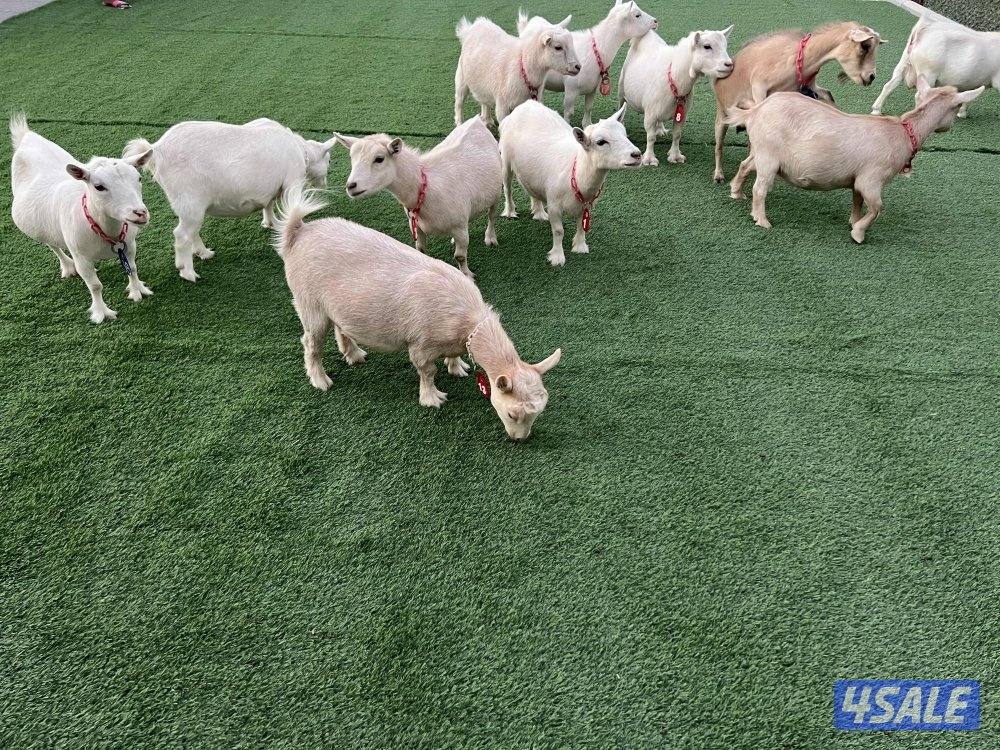 للبيع چيكيات مكسات1